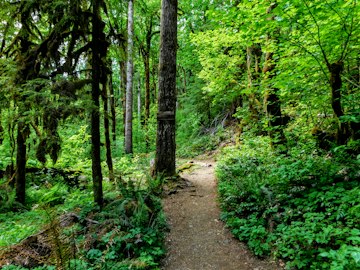 Forest Trail in Lush Greenery