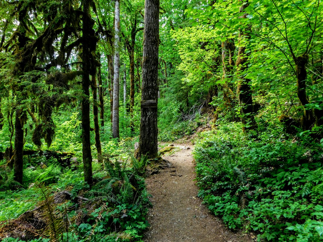 Forest Trail in Lush Greenery