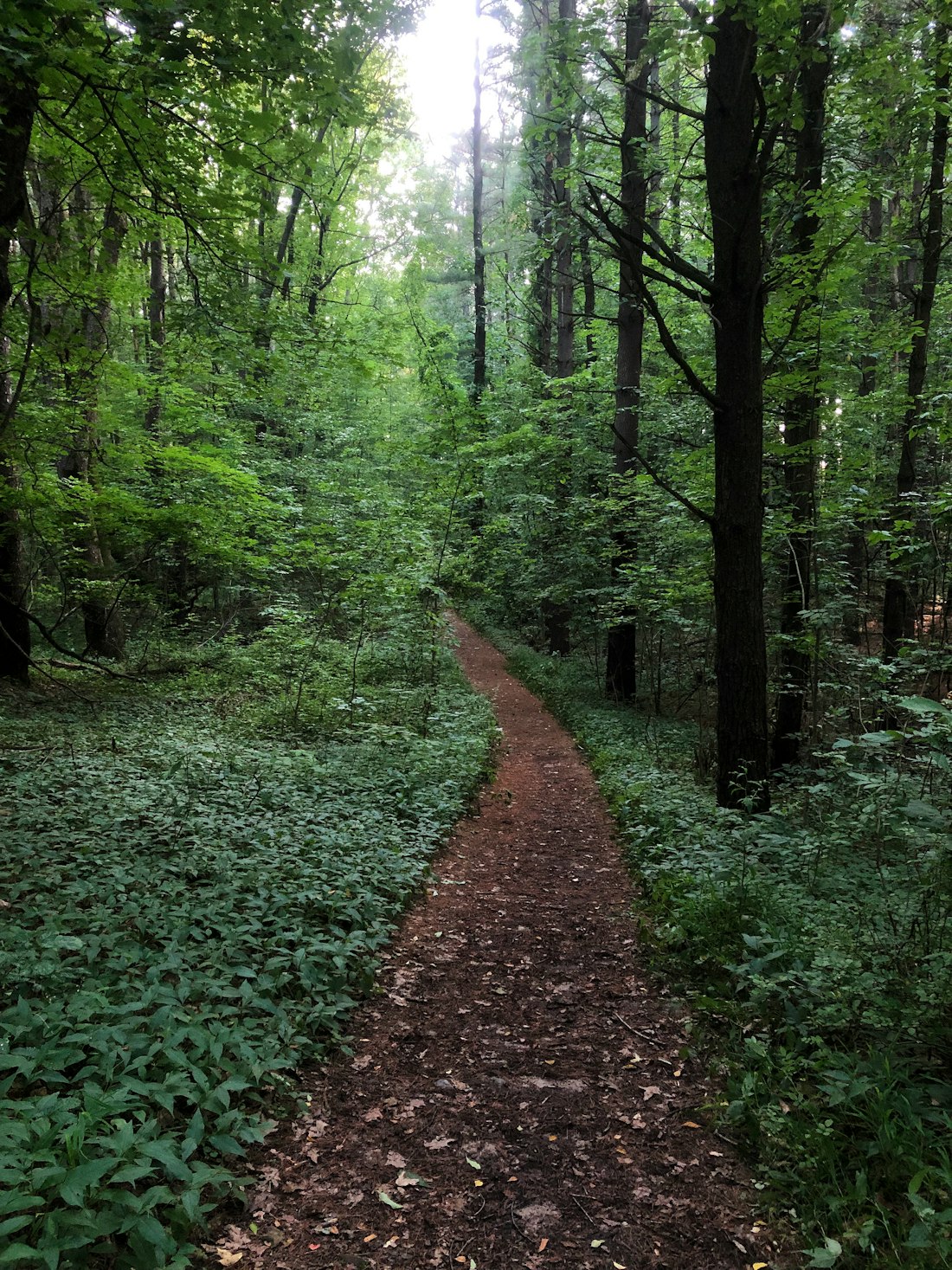 Lush Forest Trail