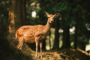Forest Deer Encounter