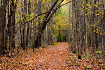 Autumn Forest Path