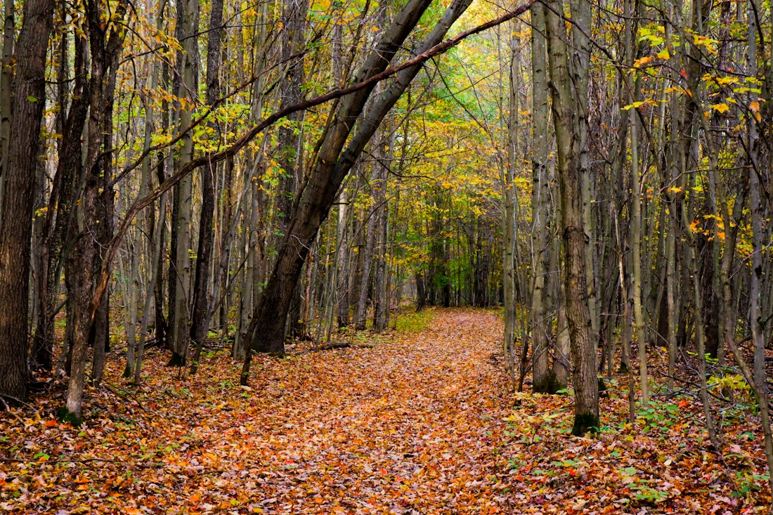 Autumn Forest Path