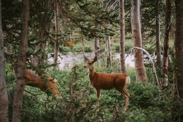 Brown Deer in Canadian Forest