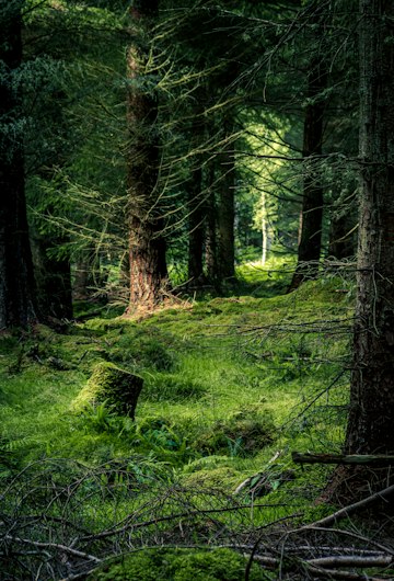 Mossy Woodland in Daylight