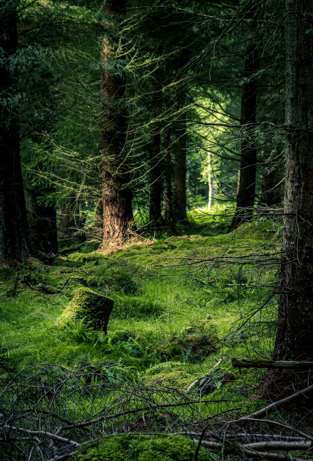 Mossy Woodland in Daylight