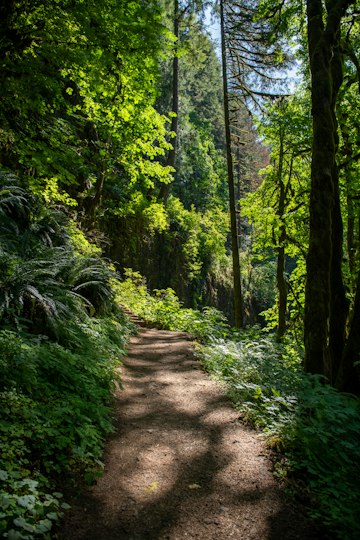 Sunlit Forest Hiking Trail
