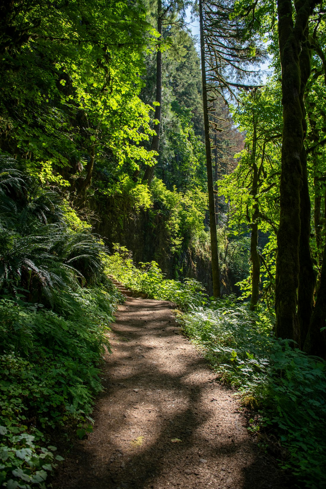 Sunlit Forest Hiking Trail