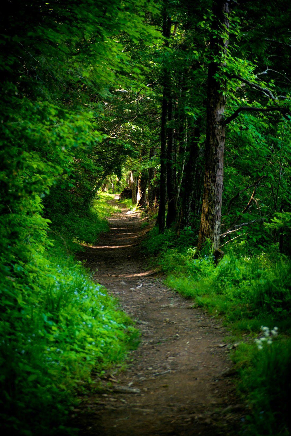 Sunlit Forest Path