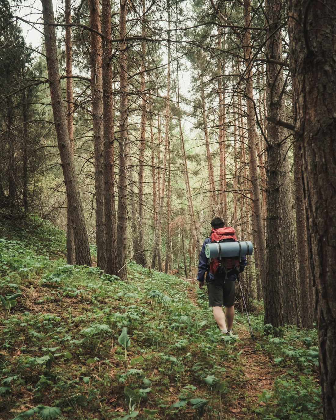 Forest Trekking