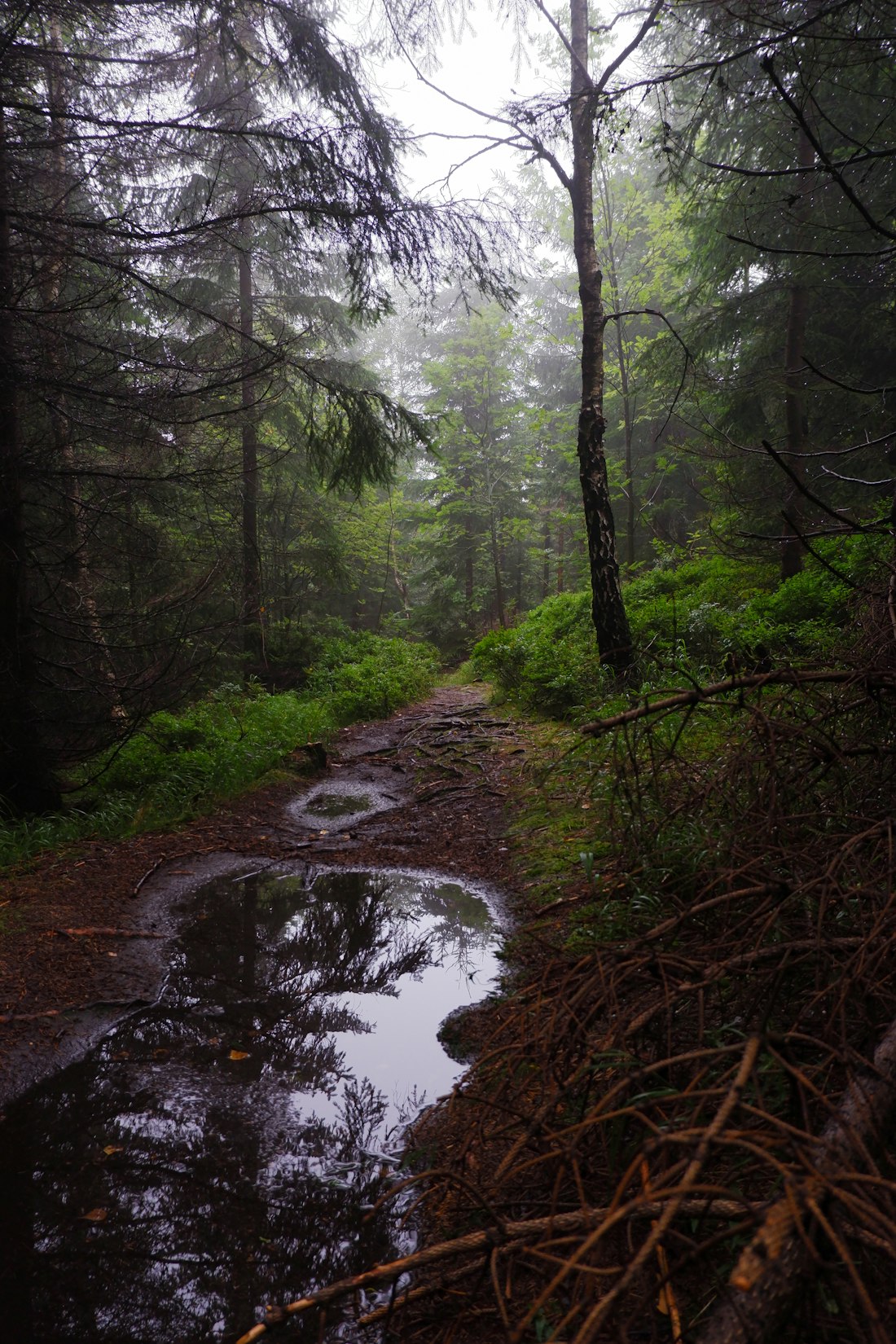 Misty Rainforest Path