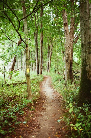 Winding Forest Path