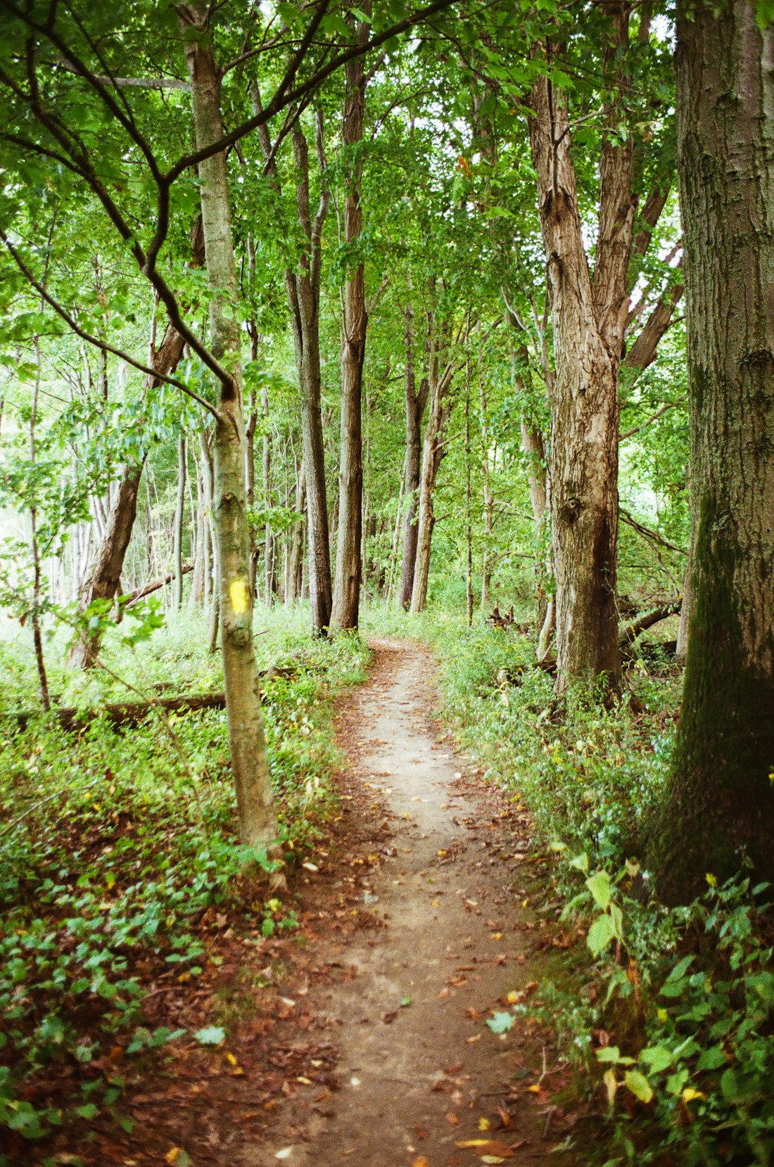 Winding Forest Path