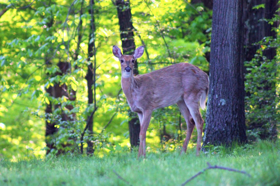 White-Tailed Deer in Forest Clearing