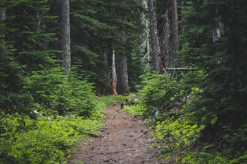 Forest Trail Path