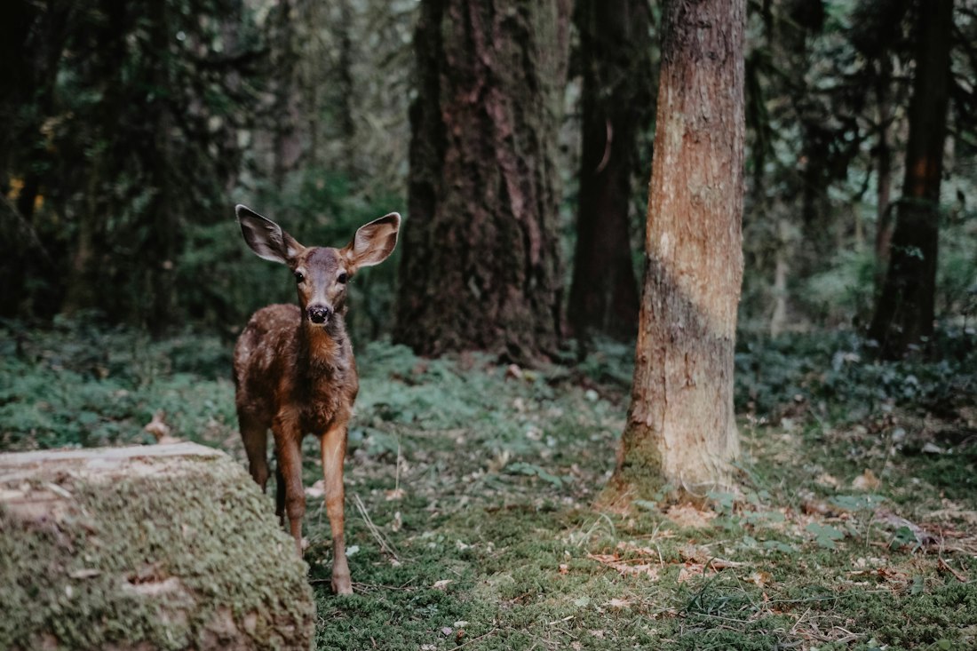 Deer in Olympic National Park