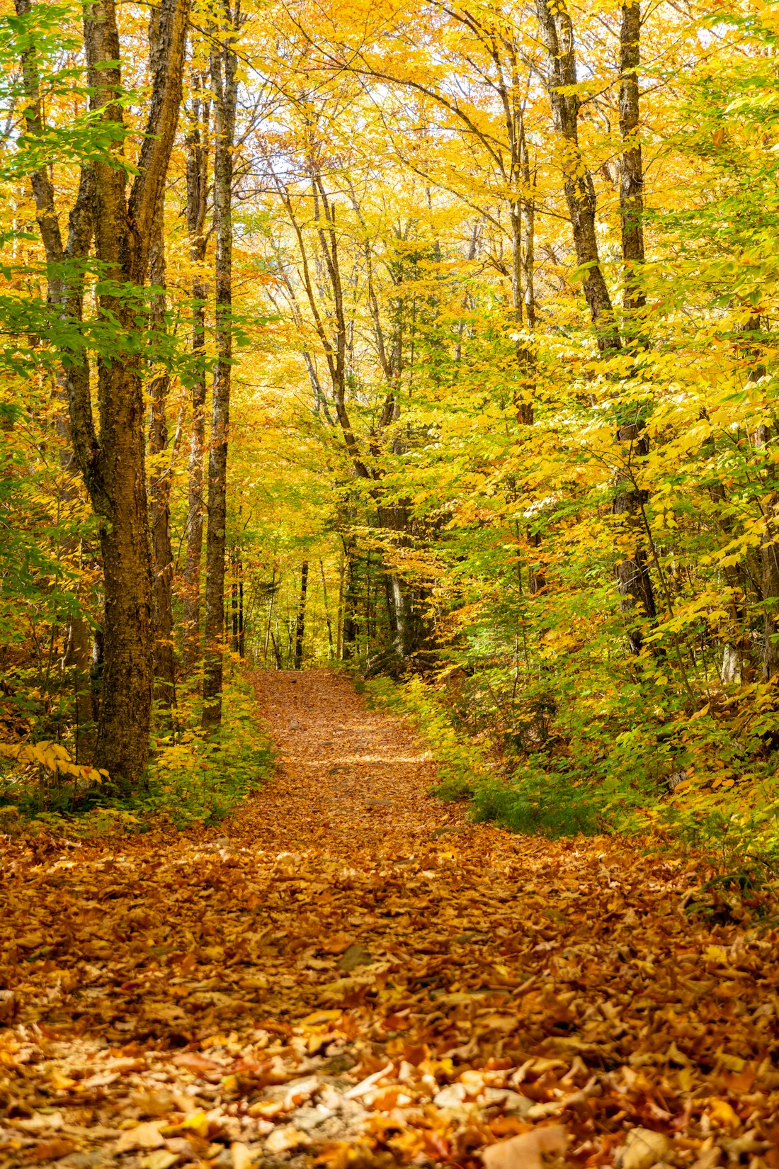 Autumn Woodland Trail