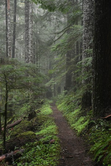 Misty Forest Trail
