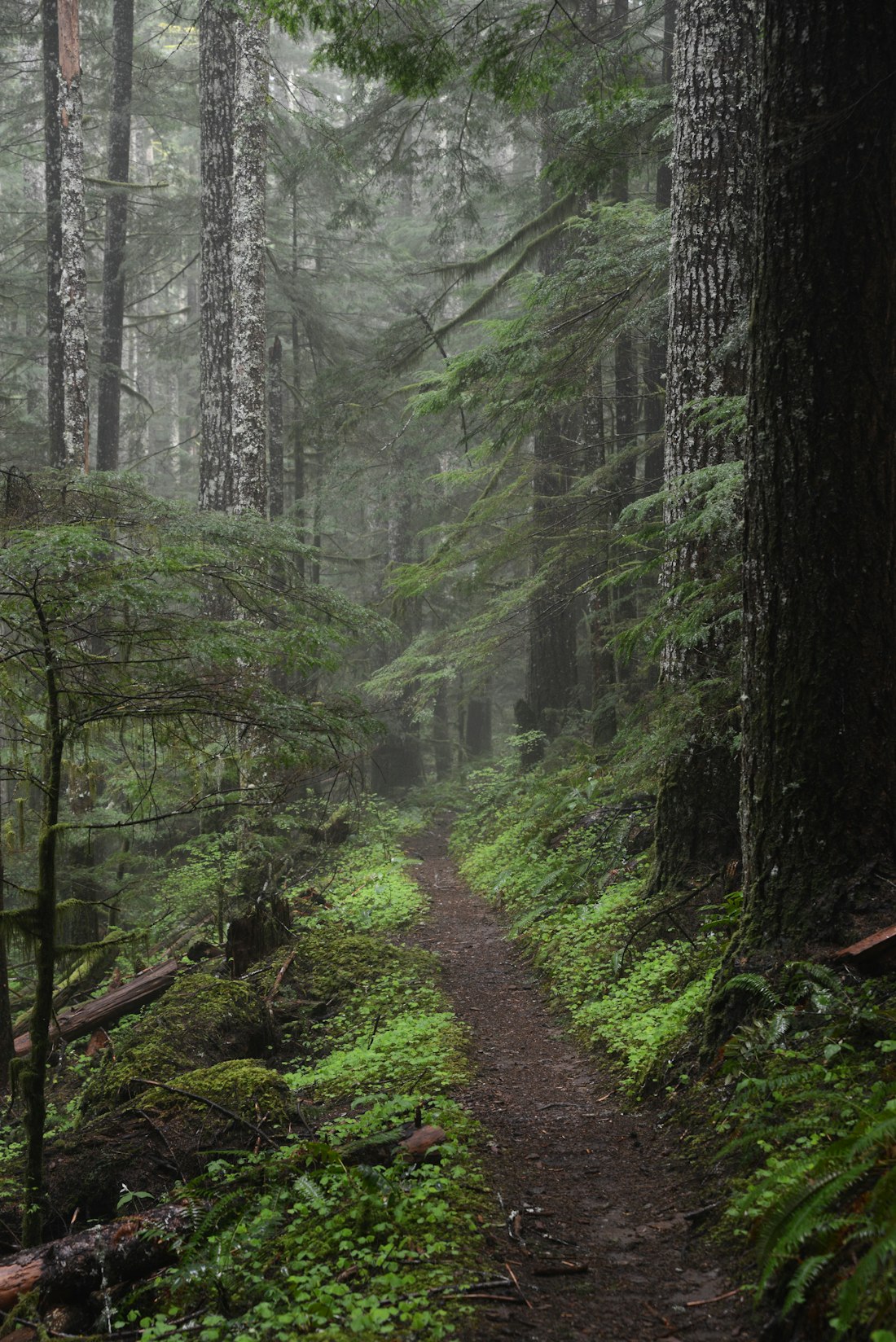 Misty Forest Trail