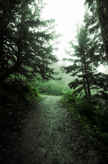 Misty Evergreen Forest Trail