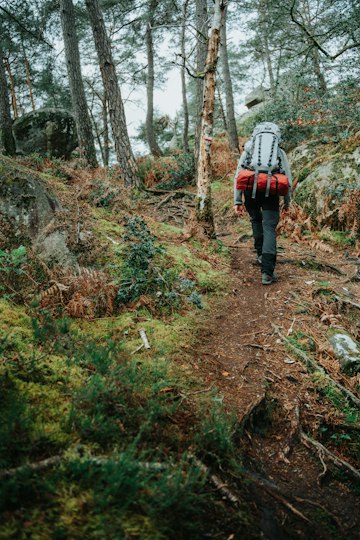 Forest Trail Hike