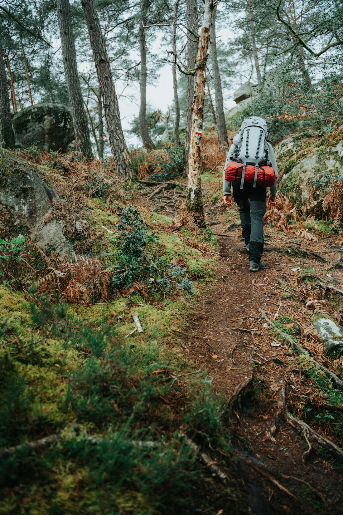 Forest Trail Hike