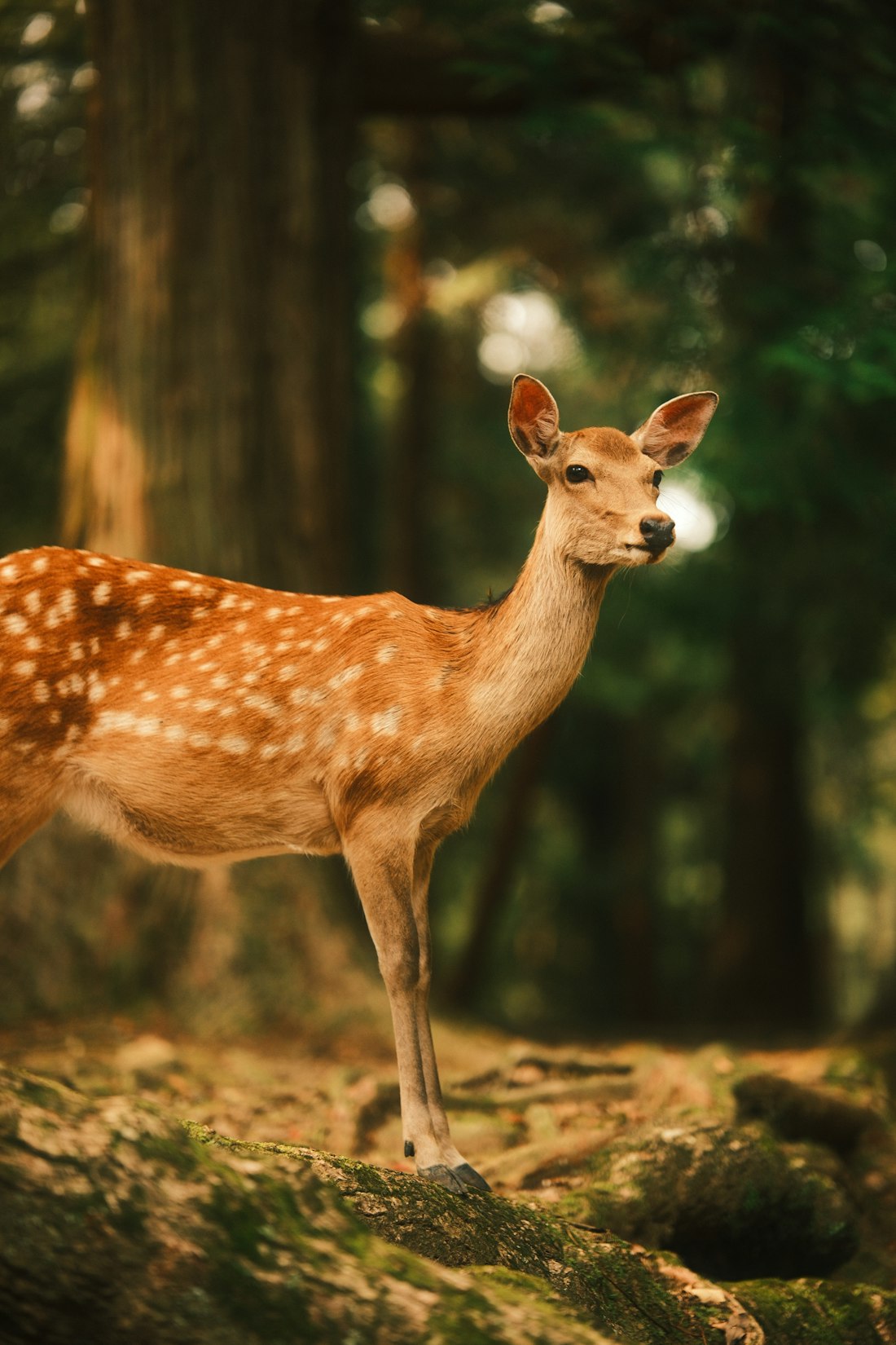 Spotted Deer in Nara Park