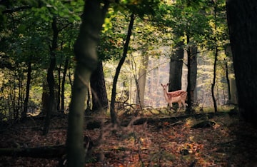 Spotted Deer in Sunlit Forest