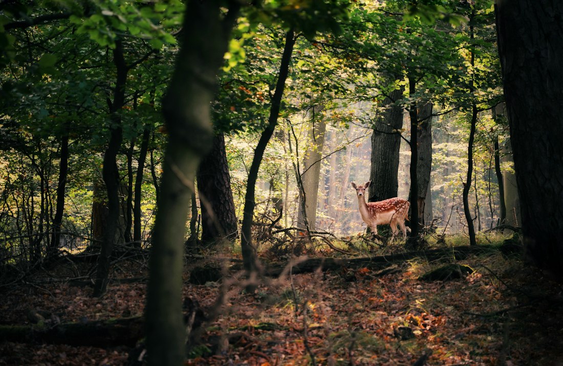 Spotted Deer in Sunlit Forest