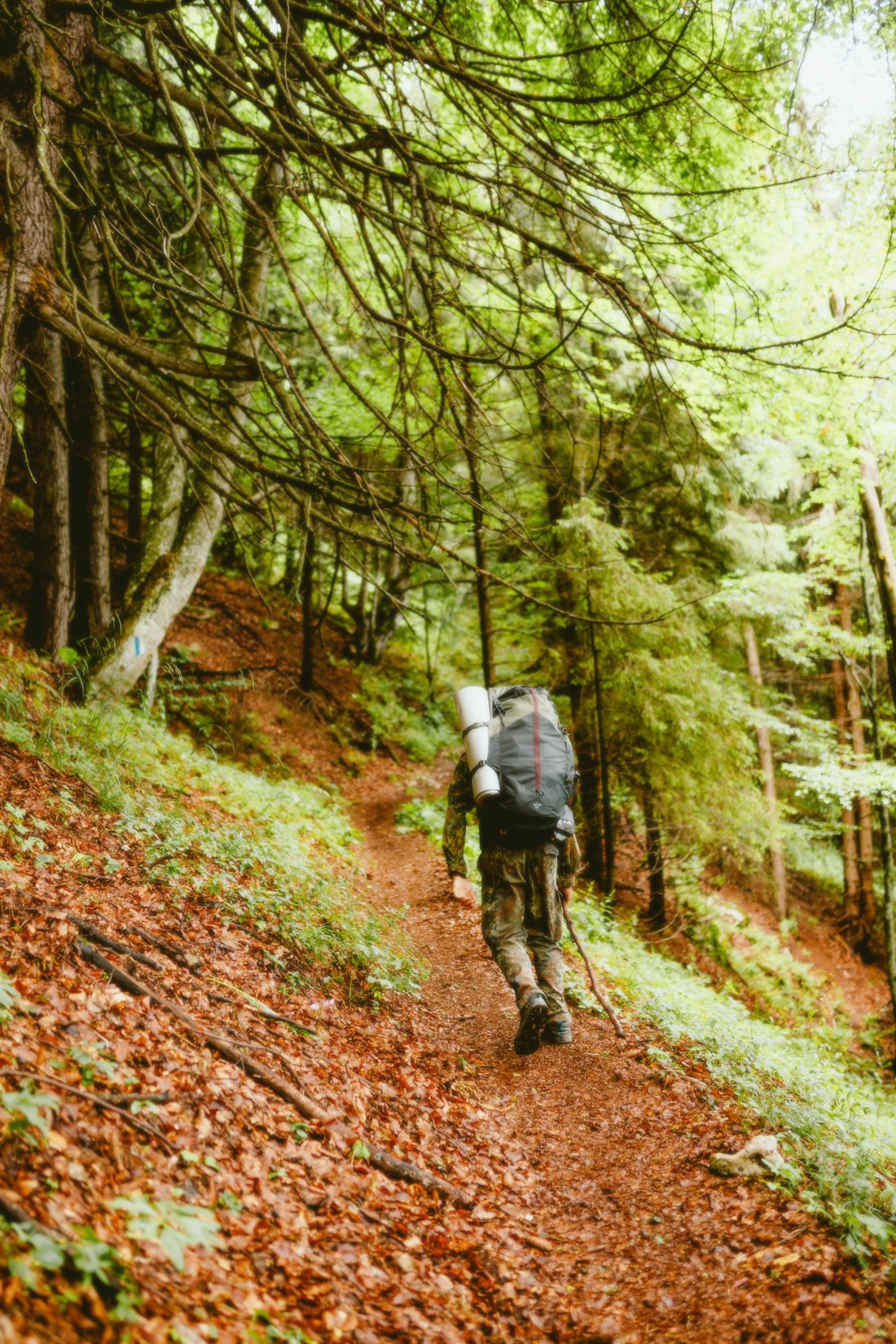 Forest Trail Hike