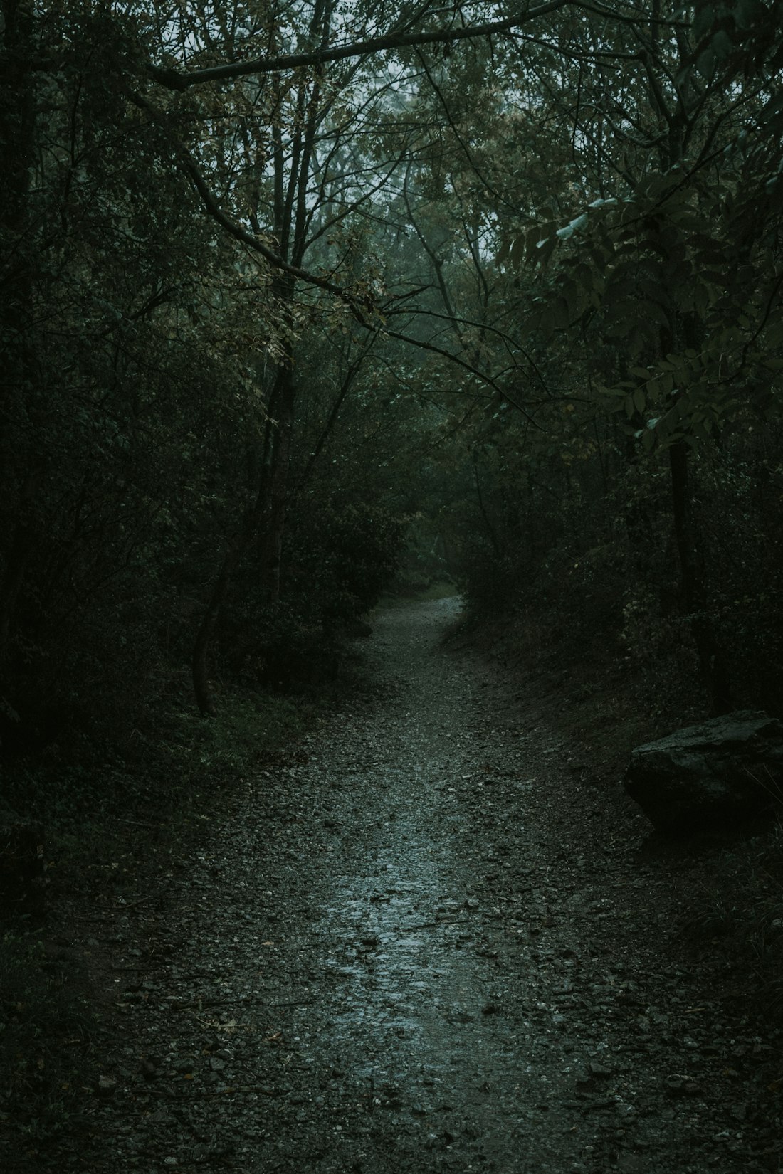 Haunted Forest Path