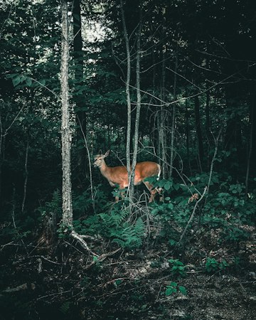 Brown Deer in Canadian Forest
