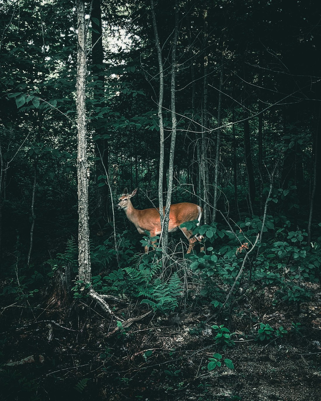 Brown Deer in Canadian Forest