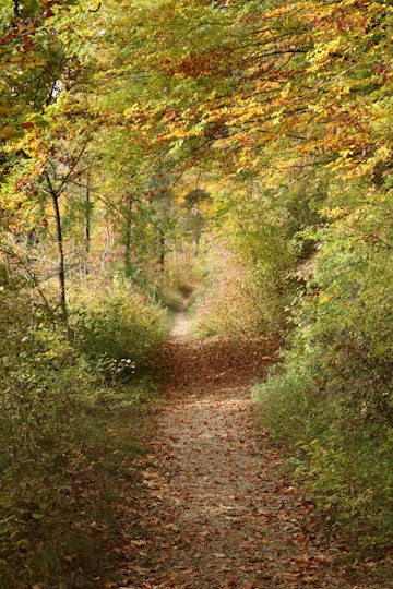 Autumn Forest Trail