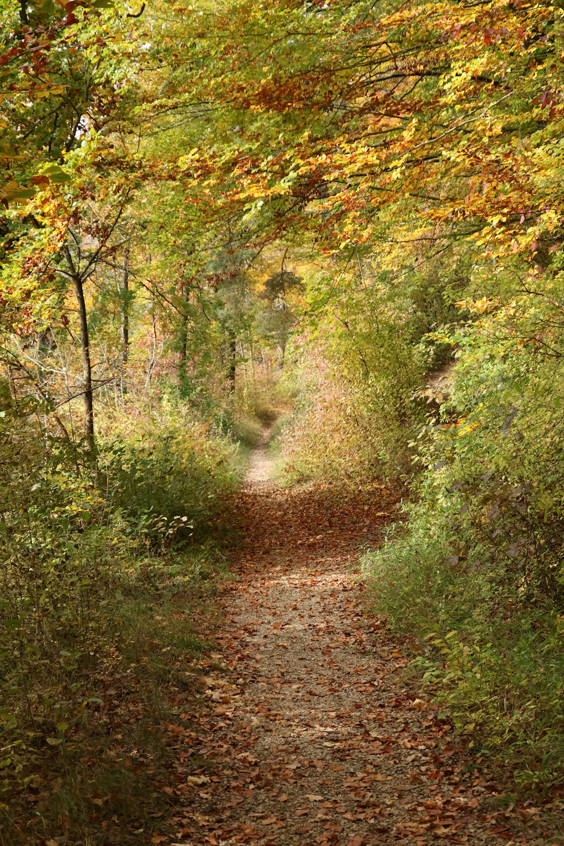 Autumn Forest Trail