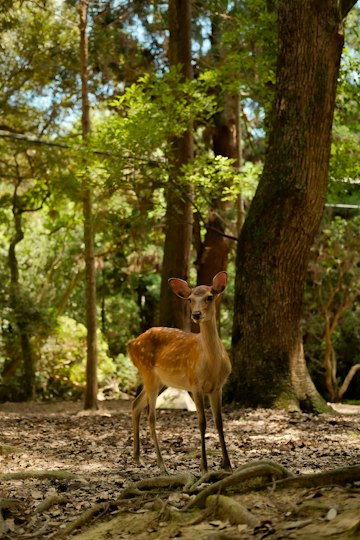 Deer in a Sunlit Forest