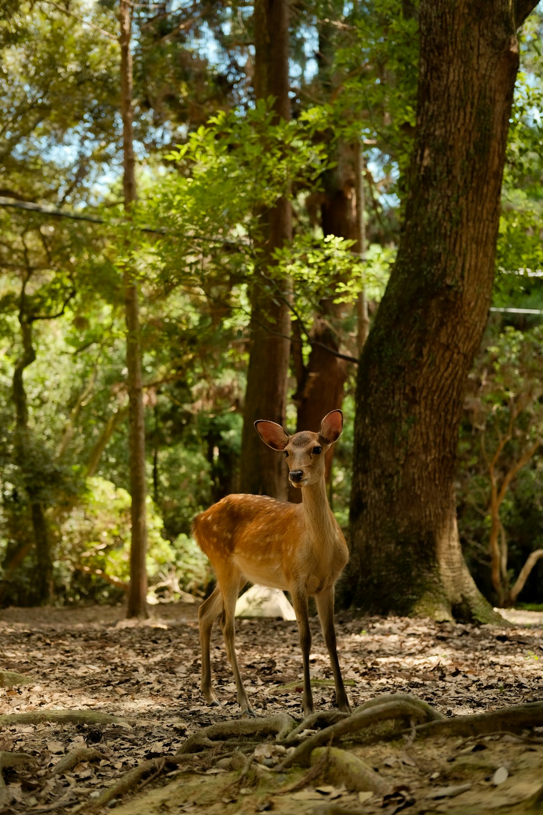 Deer in a Sunlit Forest