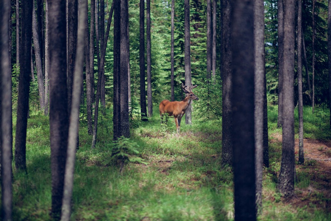 Brown Deer in Pine Forest
