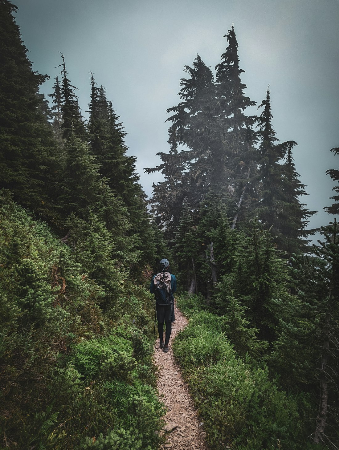 A hiker on a forest trail