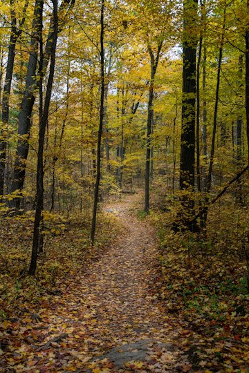 Autumn Forest Trail