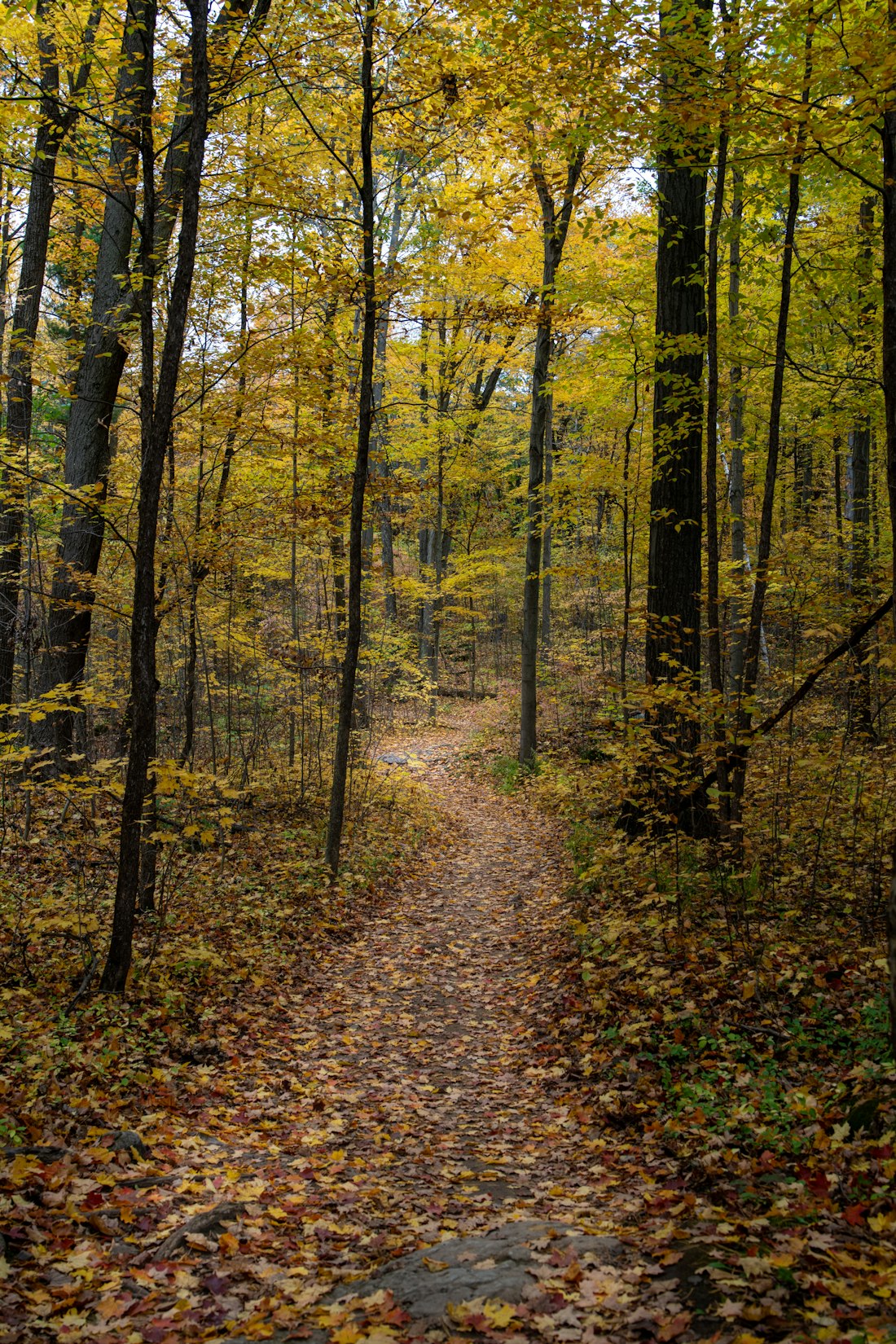 Autumn Forest Trail