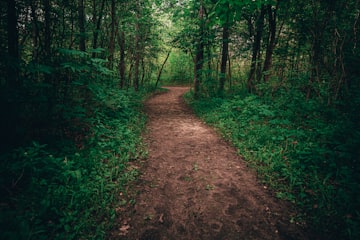 Winding Forest Trail