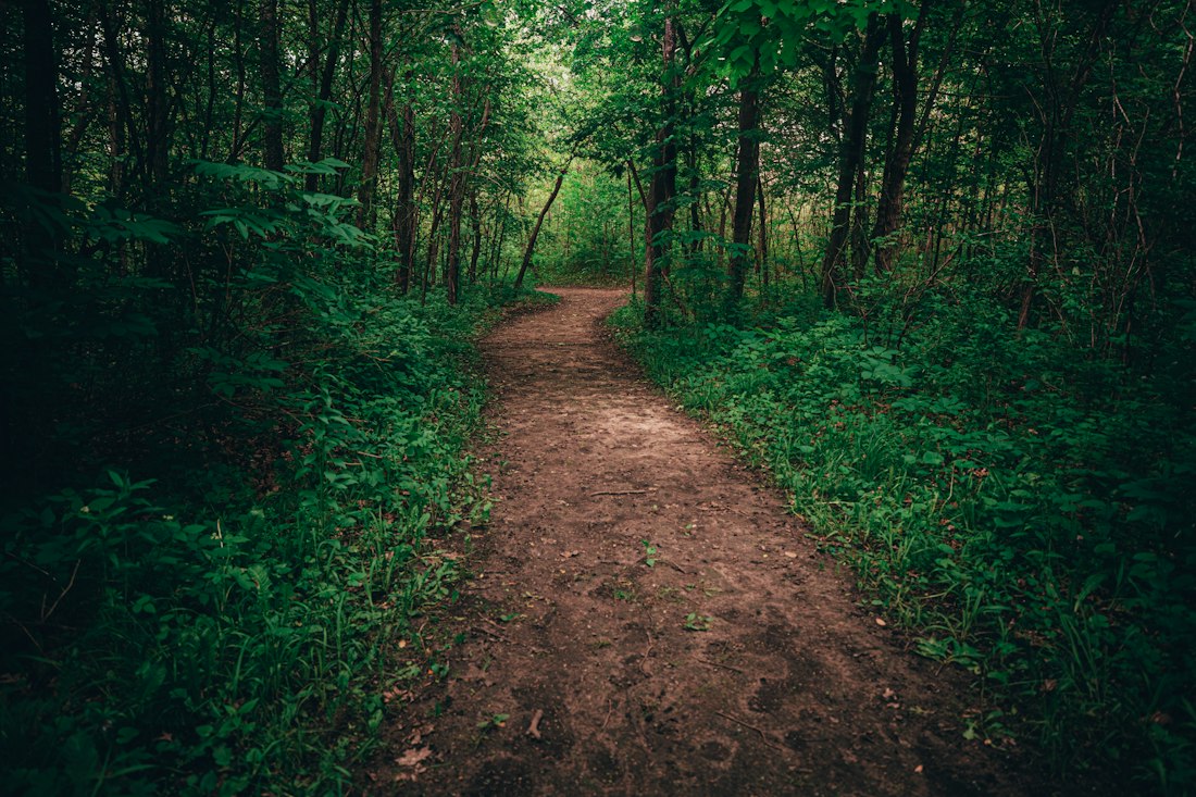 Winding Forest Trail