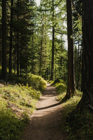 Forest Trail Path