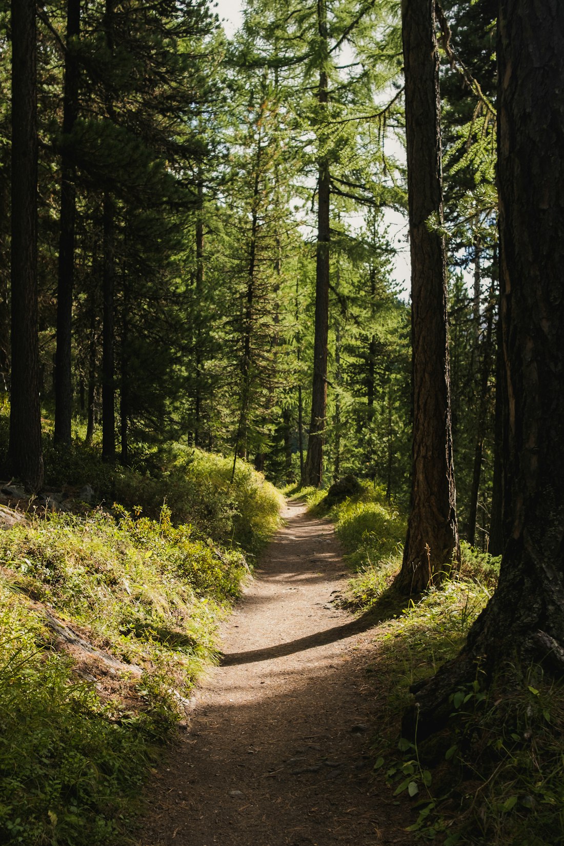 Forest Trail Path